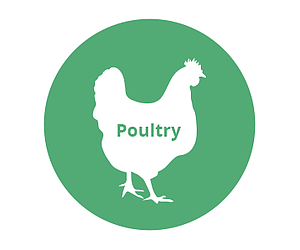 Poultry